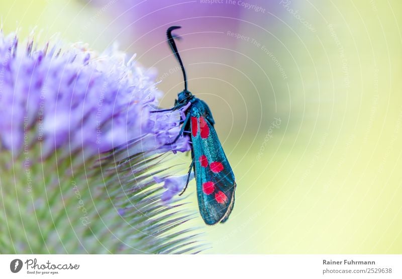 ein Sechsfleckwidderchen sitzt auf einer Wilden Karde Umwelt Natur Pflanze Tier Blume Wildpflanze Wildtier Schmetterling Flügel 1 schön Farbfoto Außenaufnahme