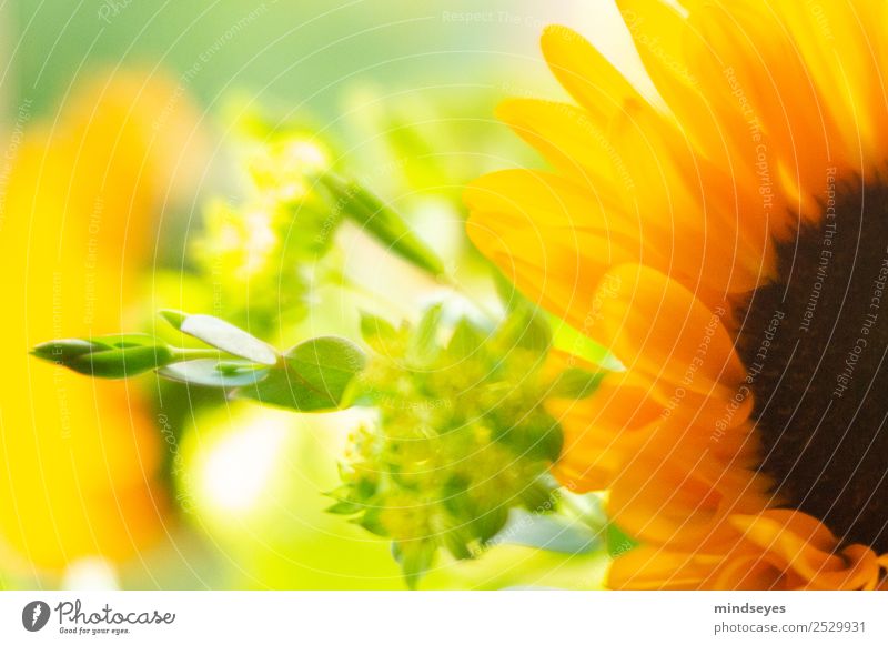 Teil eines Blumenstraußes mit Sonnenblume Sommer Blatt Blüte Blühend Duft leuchten träumen ästhetisch Fröhlichkeit frisch hell natürlich gelb gold grün