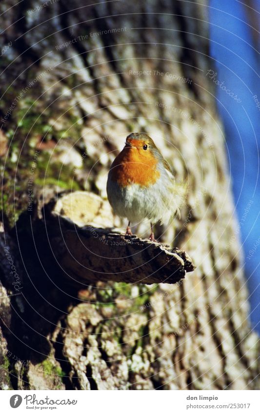 rotkehlchen Natur Schönes Wetter Baum Baumstamm Tier Wildtier Vogel Rotkehlchen 1 klein nah Neugier analog Farbfoto Außenaufnahme Nahaufnahme Tag Schatten