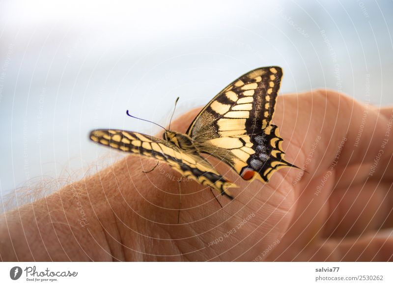 gleich hebt er ab! Hand Natur Tier Wildtier Schmetterling Flügel Insekt Schwalbenschwanz 1 berühren ästhetisch schön Vertrauen Tierliebe Leichtigkeit Farbfoto