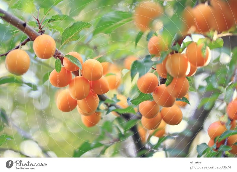 Mirabellen III Lebensmittel Frucht Bioprodukte Vegetarische Ernährung Natur Sommer Herbst Schönes Wetter Baum Blatt Garten hängen Gesundheit saftig genießen