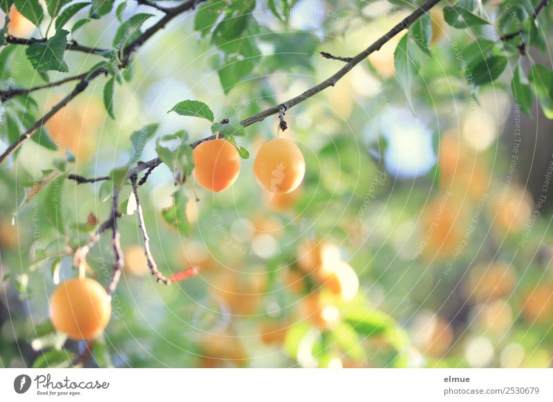 Mirabellen IV Lebensmittel Frucht Marmelade Bioprodukte Vegetarische Ernährung Natur Pflanze Sommer Herbst Schönes Wetter Baum Blatt hängen klein gelb