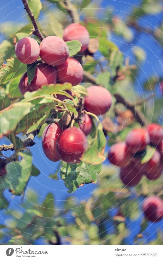 Zwetschgen Natur Sommer - ein lizenzfreies Stock Foto von Photocase