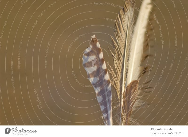 Federn Nahaufnahme Makroaufnahme Außenaufnahme Vogel Natur schön Leichtigkeit Schwache Tiefenschärfe Detailaufnahme Menschenleer ästhetisch Farbfoto weich