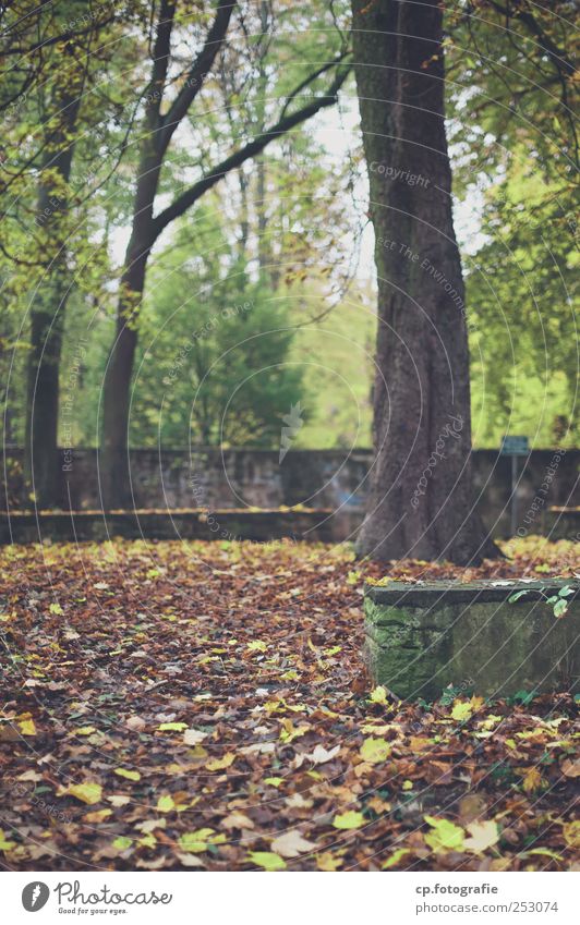 Fallout Pflanze Herbst Wetter Baum Blatt Grünpflanze Park natürlich Mauer Tag Schwache Tiefenschärfe