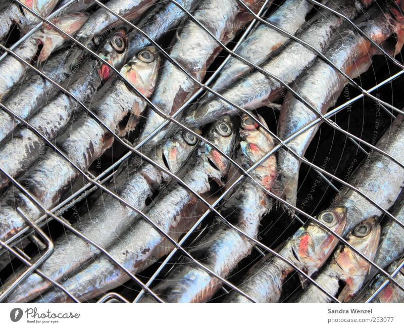 Grillsardinen Lebensmittel Fisch Meeresfrüchte Ernährung Mittagessen Abendessen Fingerfood Sushi Sardienen Grillgitter Tier Schuppen Aquarium Tiergruppe Schwarm