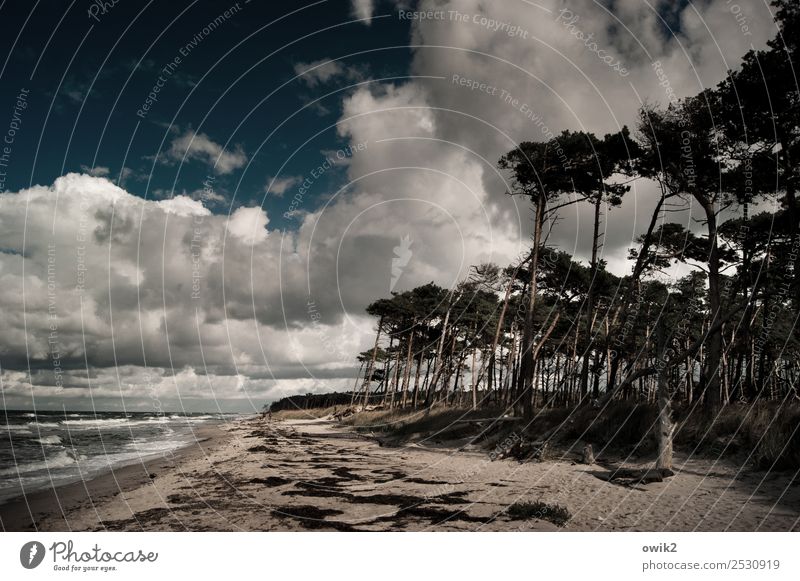 Darß im Dunkel Umwelt Natur Landschaft Pflanze Wasser Himmel Wolken Horizont Herbst Schönes Wetter Baum Sträucher Windflüchter Wald Wellen Küste Strand Ostsee