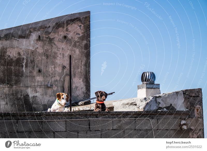 Auf der Mauer, auf der Lauer Altstadt Haus Dach Hund 2 Tier beobachten Denken Blick Coolness Zusammensein lustig Neugier oben Stadt wild Tierliebe Erwartung