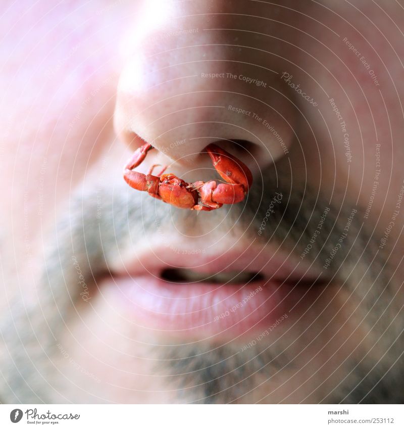 Der Nasenring für den Mann Mensch maskulin Erwachsene Haut Gesicht Mund Lippen 1 Tier rot Schmuck Krebs festklammern festhalten Schere Schmerz lustig Bart klein