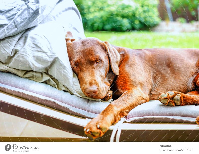 Einfach 'mal ausruhen. Wohlgefühl Erholung Sommerurlaub Schönes Wetter Garten Haustier Hund Pfote genießen liegen Coolness Freundlichkeit kuschlig niedlich