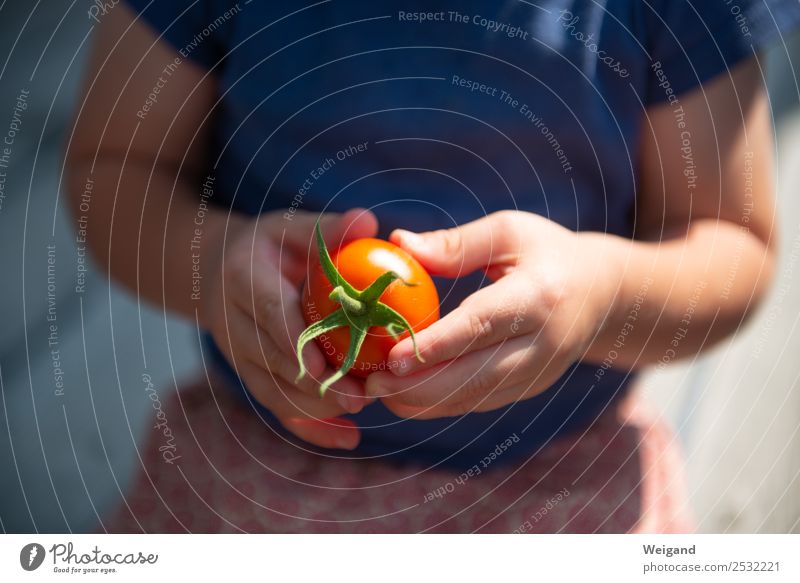 Tomatenkind I Lebensmittel Gemüse Italienische Küche Kleinkind Kindheit 1 Mensch 1-3 Jahre 3-8 Jahre Sommer Freundlichkeit Fröhlichkeit frisch Gesundheit Glück