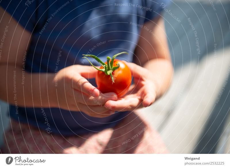 Tomatenkind III Lebensmittel Gemüse Ernährung Essen Abendessen Bioprodukte Vegetarische Ernährung Slowfood Kindergarten Kleinkind 1 Mensch 1-3 Jahre 3-8 Jahre