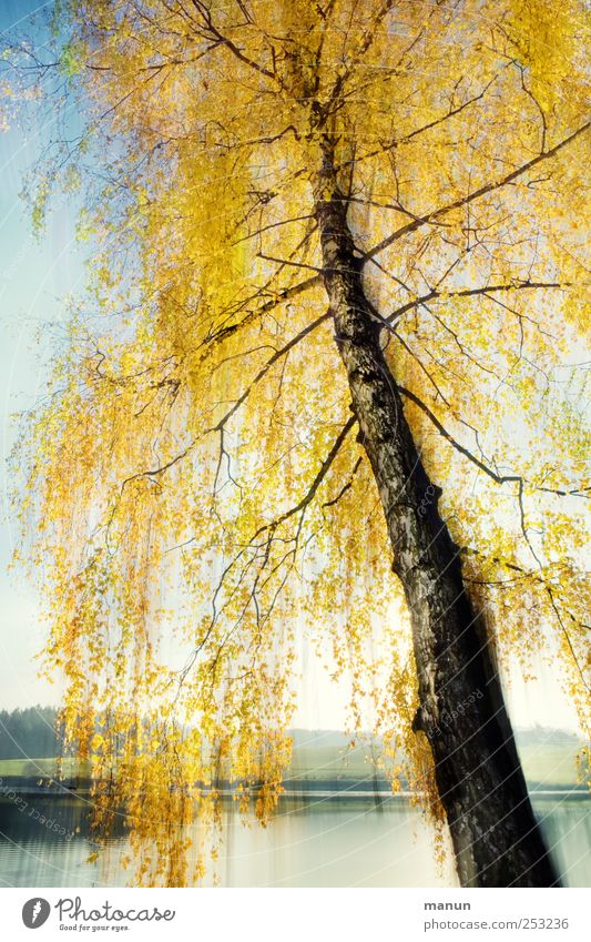 Birkenherbst Natur Herbst Baum Herbstfärbung Herbstbeginn herbstlich Seeufer außergewöhnlich gold ruhig Surrealismus Farbfoto Außenaufnahme abstrakt