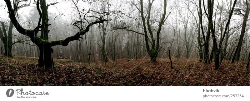 Der Blick ins Tal Umwelt Natur Landschaft Pflanze Herbst schlechtes Wetter Nebel Baum Moos Wald Hügel Moor Sumpf alt authentisch bedrohlich dunkel fantastisch