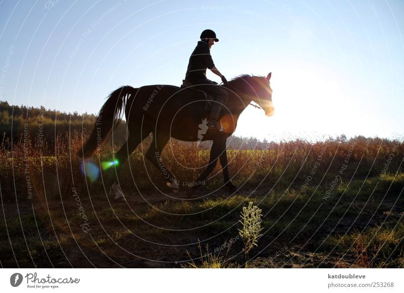 le cheval Reiten Freiheit wandern Sport Reitsport androgyn Umwelt Natur Landschaft Pflanze Erde Himmel Sonnenaufgang Sonnenuntergang Sonnenlicht Herbst