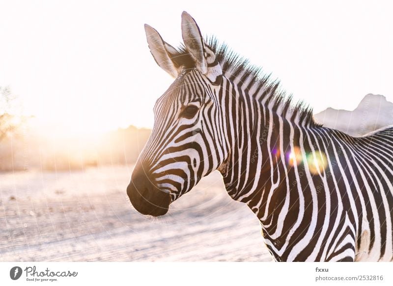 Zebra im Gegenlicht bei Sonnenuntergang Wildtier Afrika Tier großwild Wildnis Säugetier Kopf Natur Südafrika Safari Stimmung Savanne Silhouette Romantik Steppe