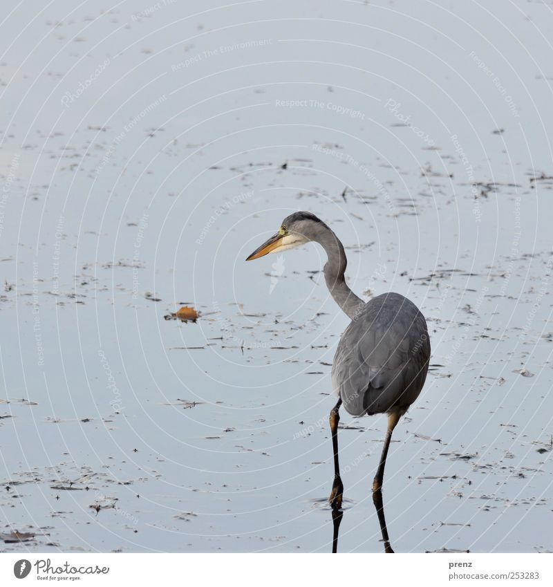 warten auf fisch Teich See Tier Wildtier Vogel 1 Wasser Blick stehen blau grau Reiher Graureiher Blatt Küste Außenaufnahme Menschenleer Textfreiraum links