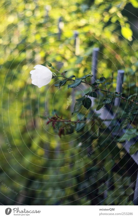 Wegrand. Umwelt Natur Landschaft Pflanze ästhetisch grün Grünpflanze Rose Hecke Ranke Zaun schön dezent Friedhof Frieden Dorn Garten Park Farbfoto