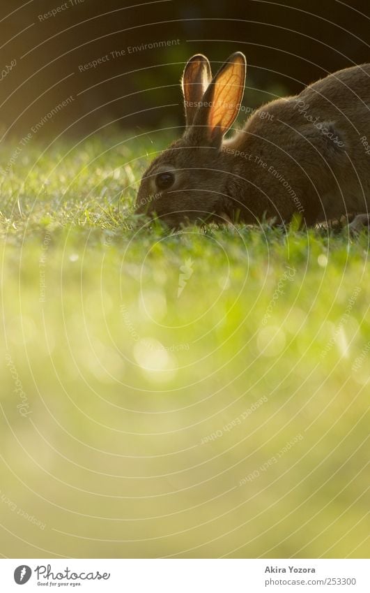 Natürlicher Rasenmäher Natur Gras Wiese Tier Haustier Wildtier Hase & Kaninchen 1 füttern natürlich braun grün schwarz Farbfoto Außenaufnahme Menschenleer