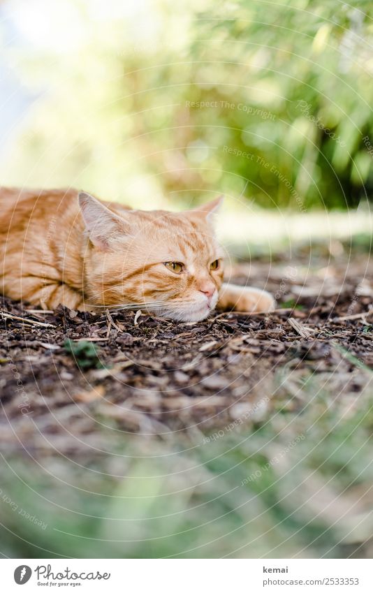 Kater wacht auf Lifestyle harmonisch Erholung ruhig Freizeit & Hobby Natur Pflanze Erde Schönes Wetter Wärme Sträucher Garten Tier Haustier Katze Tiergesicht