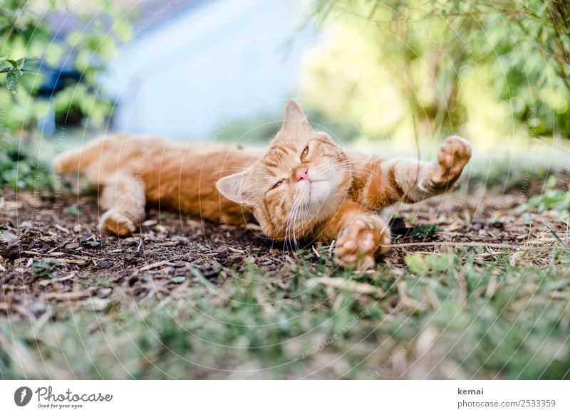 Stretching Wohlgefühl Zufriedenheit Sinnesorgane Erholung ruhig Freizeit & Hobby Natur Erde Sommer Schönes Wetter Gras Sträucher Garten Park Tier Haustier Katze