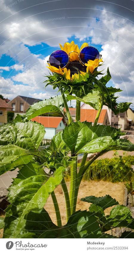 Don't worry be happy :-) Umwelt Pflanze Gewitterwolken Sonne Sommer Schönes Wetter Blume Blatt Blüte Nutzpflanze Sonnenblume Garten Treschklingen Heilbronn Dorf