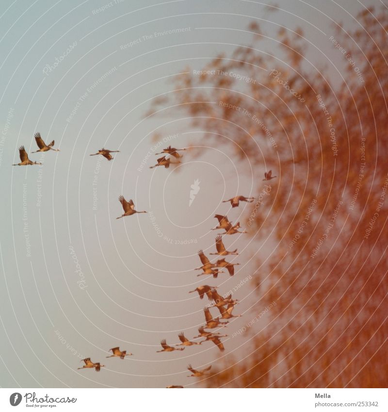 [Linum 1.0] Abendflug Umwelt Natur Tier Luft Baum Vogel Kranich Zugvogel Schwarm Bewegung fliegen frei Zusammensein natürlich Freiheit Farbfoto Außenaufnahme