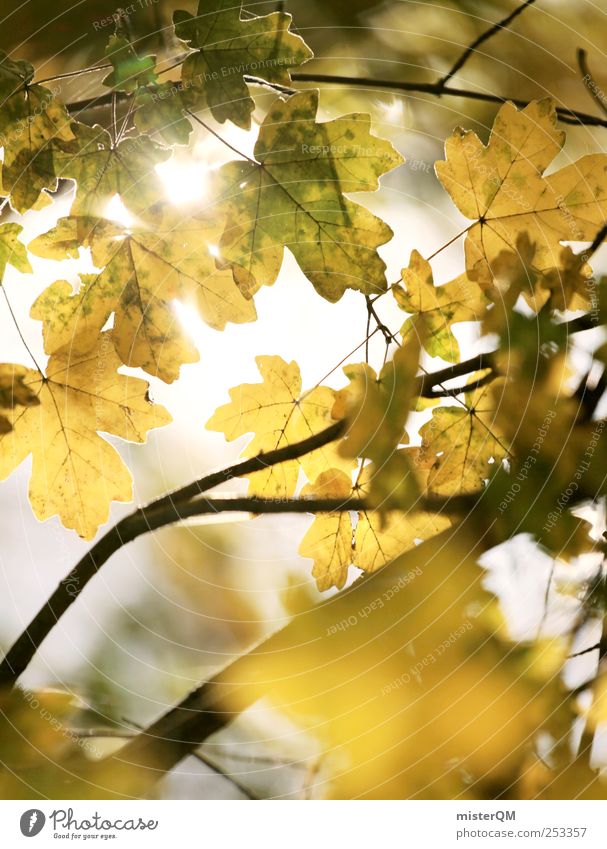 Golden Leaves. Umwelt Natur Landschaft Pflanze Klimawandel Schönes Wetter ästhetisch Herbst Herbstlaub herbstlich Herbstbeginn Herbstfärbung Herbstwald