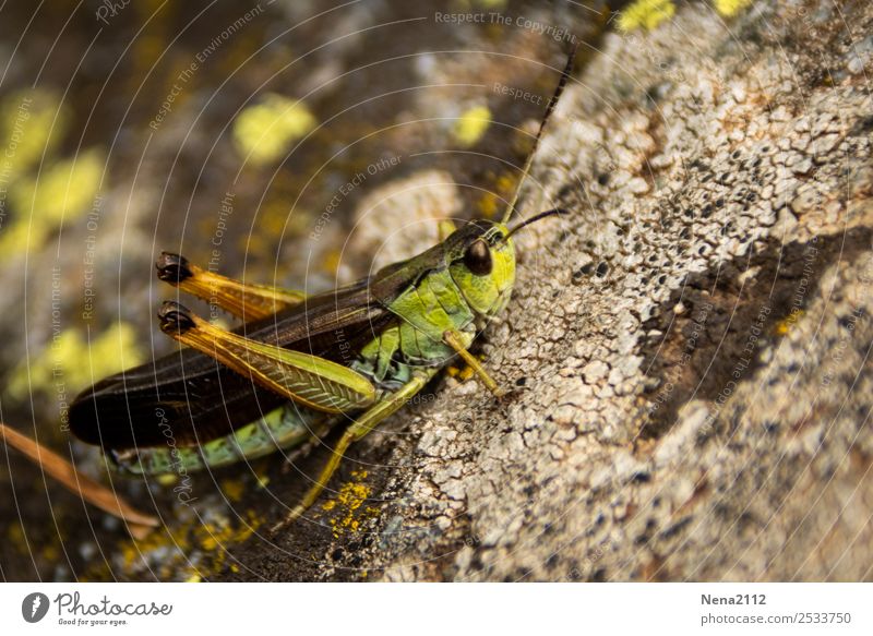 Steinhüpfer Tier grün Insekt Heuschrecke Sommer klein hüpfen springen Farbfoto Außenaufnahme Nahaufnahme Detailaufnahme Makroaufnahme Menschenleer Tag Licht