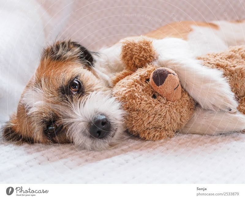 Hund, Haustier, Tier Tiergesicht Fell 1 Teddybär weiße Decke genießen Liebe liegen schlafen Umarmen Glück schön kuschlig niedlich weich braun Gefühle