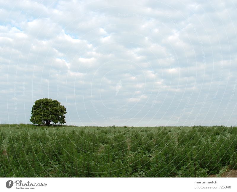 Feld mit Baum Wolken grün Wiese Himmel