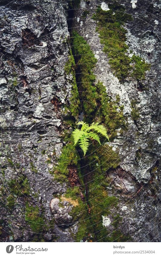 Lebensgemeinschaft Natur Pflanze Sommer Baum Moos Efeu Grünpflanze Wildpflanze Baumrinde Wachstum authentisch einzigartig natürlich positiv gelb grau grün