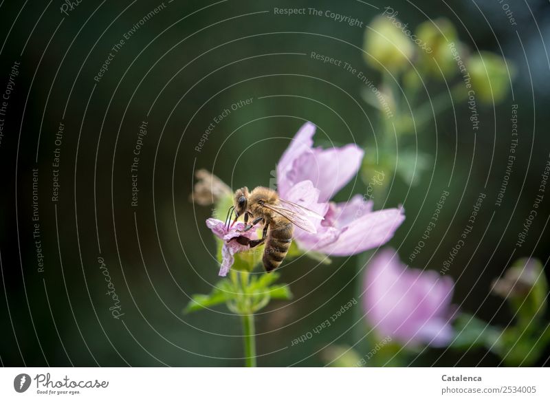 Biene und rosa  Malvenblüte Natur Pflanze Tier Sommer Blume Blüte Malvengewächse Garten Nutztier Honigbiene 1 Blühend Duft sitzen schön braun grün violett