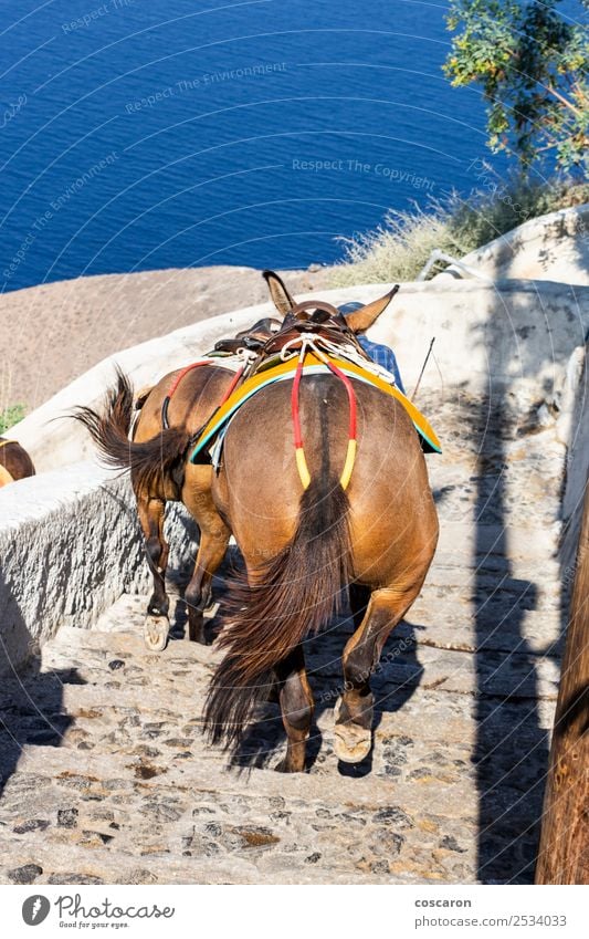 Esel, die die Treppe hinunterkommen in Thira, Santorini, Griechenland. Ferien & Urlaub & Reisen Tourismus Sommer Meer Insel Berge u. Gebirge Haus Kultur