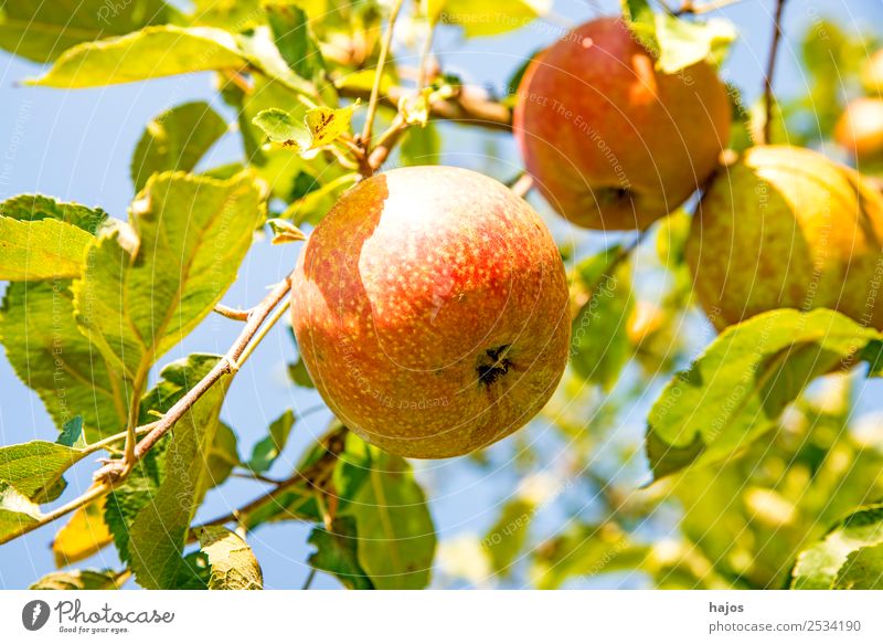 reife Äpfel an einem Baum Apfel Sommer Natur hell Apfelbaum Obst gesund Garten Obstbau sonnig Herbst erntefrisch Farbfoto Nahaufnahme