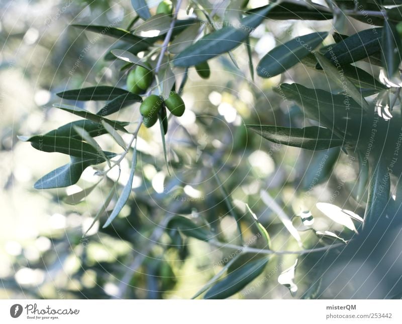 Mediterrane Auszeit. Umwelt Natur Pflanze ästhetisch Zufriedenheit Wellness Oliven Olivenbaum Olivenöl Olivenhain Olivenblatt Olivenernte grün Italien