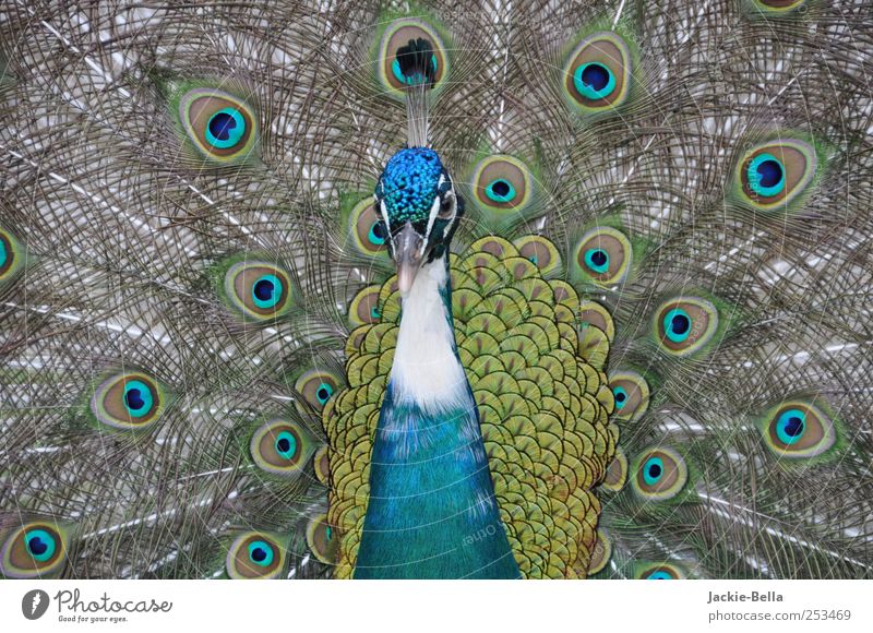Königsblau Tier Vogel 1 ästhetisch elegant fantastisch schön Kraft einzigartig Farbfoto Außenaufnahme Menschenleer Tag Starke Tiefenschärfe Zentralperspektive