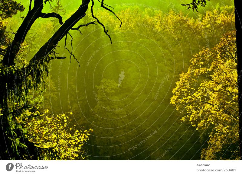 Grüne Hölle Natur Landschaft Pflanze Sonnenlicht Herbst Schönes Wetter Nebel Baum Park Wald grün Gefühle Stimmung Vergänglichkeit Ast Farbfoto Gedeckte Farben