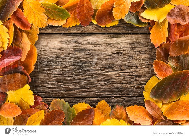 Herbstblätter bilden einen Rahmen Natur Pflanze Blatt Holz natürlich fallen farbenfroh Textfreiraum rustikal konzeptionell orange Wandel & Veränderung gefallen