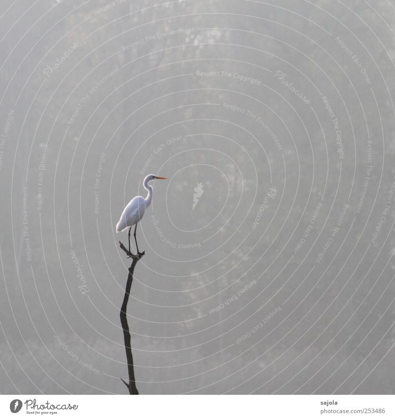 CD - Silberreiher Umwelt Natur Tier Wildtier Vogel 1 stehen warten ästhetisch grau Nebel Nebelwald Farbfoto Gedeckte Farben Außenaufnahme Menschenleer