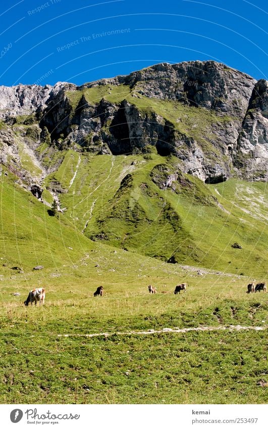 Bergweide Berge u. Gebirge wandern Umwelt Natur Landschaft Pflanze Tier Wolkenloser Himmel Sonne Sonnenlicht Sommer Schönes Wetter Gras Hügel Felsen Alpen