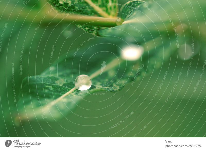 Der Drops ist gelutscht II Natur Pflanze Wassertropfen Sommer Regen Blatt Garten frisch nass grün Farbfoto mehrfarbig Außenaufnahme Nahaufnahme Detailaufnahme