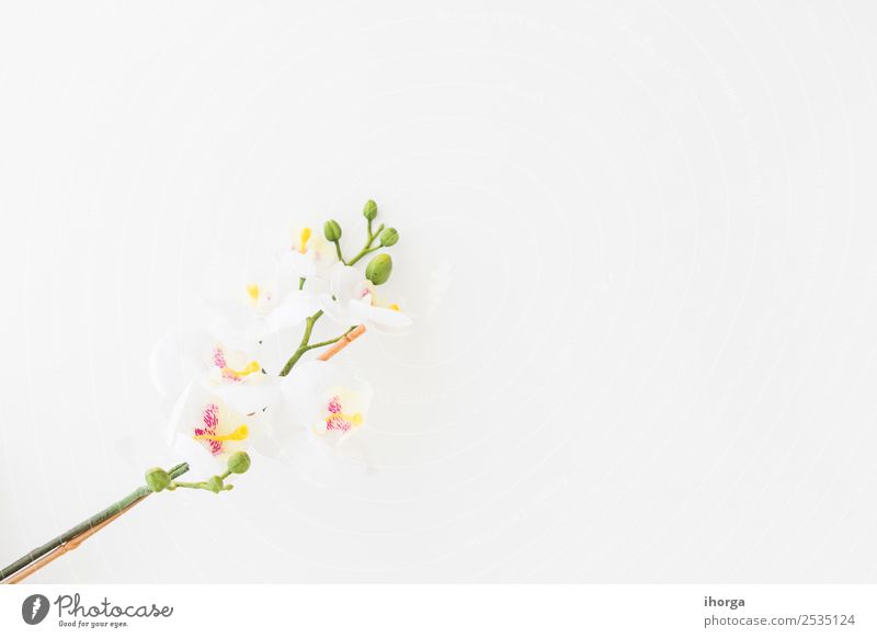 Weiße Orchidee isoliert auf weißem Hintergrund elegant exotisch schön Sommer Dekoration & Verzierung Feste & Feiern Hochzeit Natur Pflanze Blume Blüte