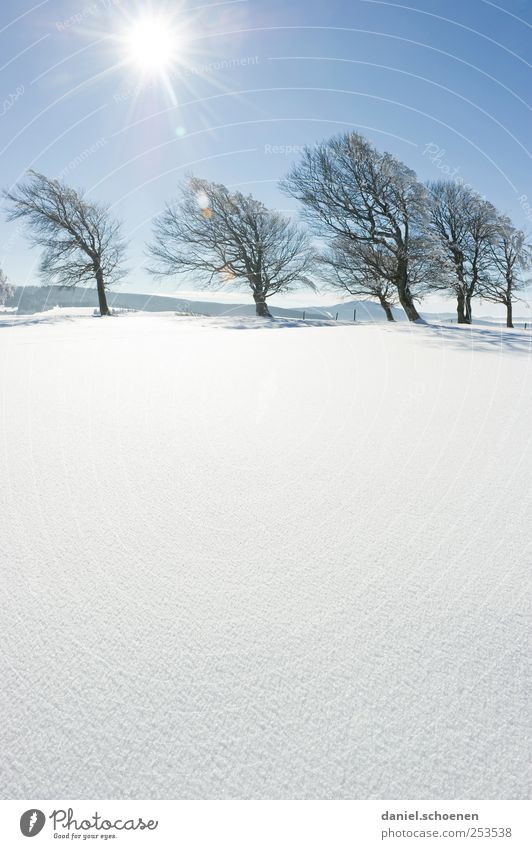 Schauinslandwinterwerbung Tourismus Winter Schnee Winterurlaub Berge u. Gebirge wandern Umwelt Natur Landschaft Himmel Wolkenloser Himmel Klima Eis Frost Baum