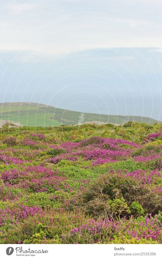 Heidelandschaft in Wales Heideblüte Hügel Bergheide Blumenteppich Calluna Calluna Vulgaris nordisch nordische Natur Heidestimmung blühen blühend Juli