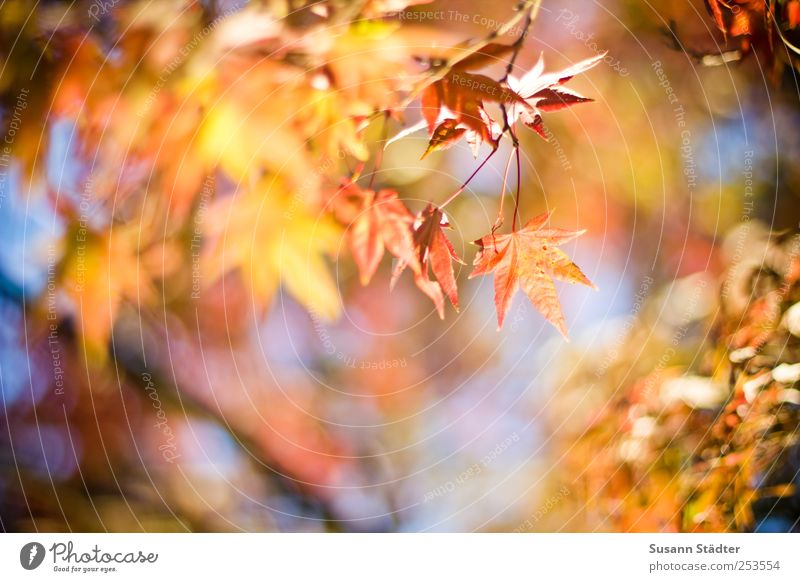 B@DD 11 | gold Natur Sonne Herbst Schönes Wetter Baum Blatt Grünpflanze Garten leuchten rosa Beleuchtung Herbstfärbung mehrfarbig Warmes Licht Warme Farbe Ast