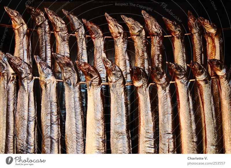 Lecker Aal Lebensmittel Fisch Räucherfisch Räucheraal Tier Totes Tier Schwarm Räucherofen Metall Duft hängen leuchten ästhetisch Zusammensein glänzend lecker