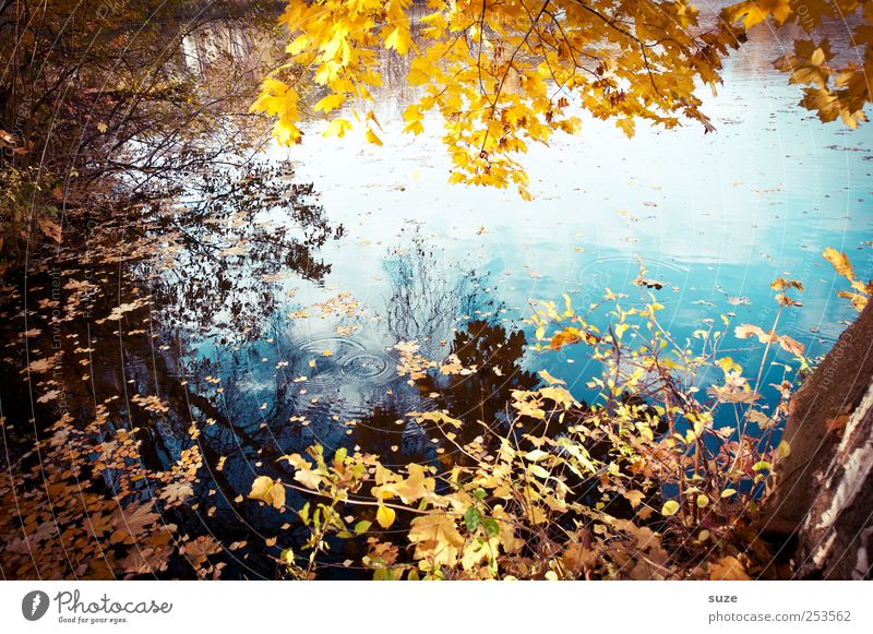 Roibusch Umwelt Natur Landschaft Wasser Herbst Schönes Wetter Baum Blatt Seeufer authentisch schön gelb Idylle Herbstlaub Herbstbeginn November Wasseroberfläche