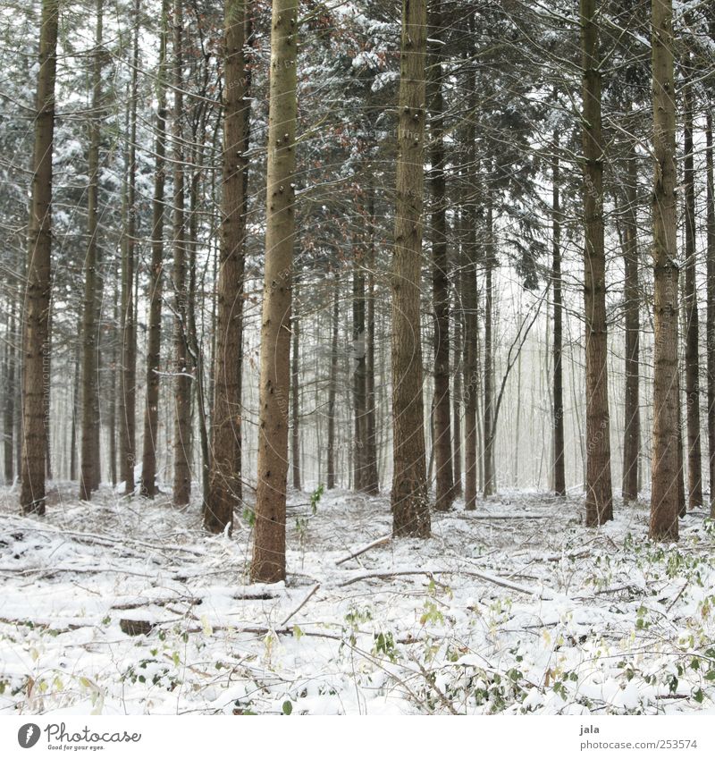 winterwald Umwelt Natur Pflanze Winter Schnee Baum Grünpflanze Baumstamm Wald natürlich braun grün weiß Farbfoto Außenaufnahme Menschenleer Tag