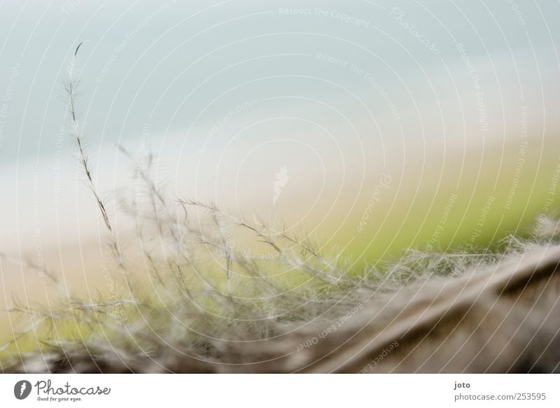 sanft Natur Tier Himmel Frühling Herbst Strand Meer ästhetisch Unendlichkeit natürlich Gefühle Zufriedenheit Gelassenheit ruhig Reinheit Leichtigkeit leicht